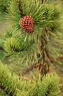 Lodgepole pine and pinecone-Yellowstone National Park-Wyoming Art Print